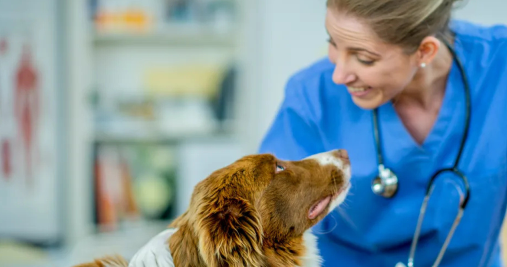 Imodium for Dogs